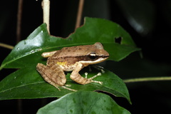 Doi Inthanon Rock Frog photo 2