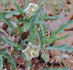 Chamaesaracha coronopus
