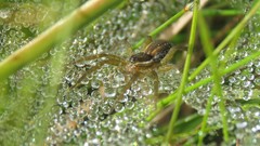 Diapontia uruguayensis