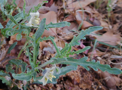 Chamaesaracha coronopus
