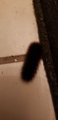 Lepidoptera
