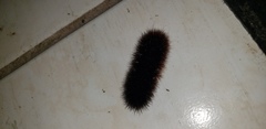 Lepidoptera