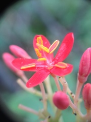 Jatropha grossidentata