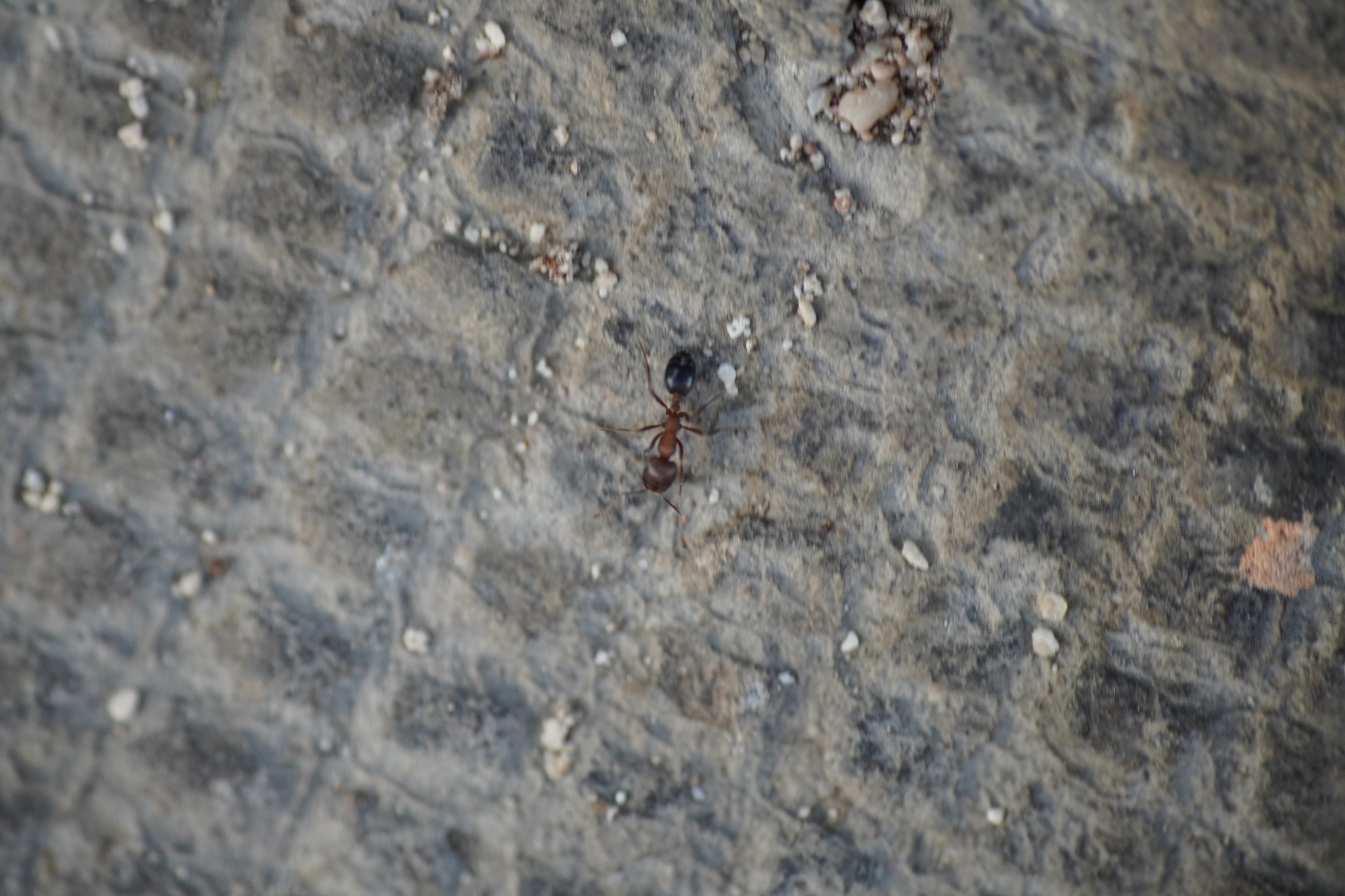Monomorium areniphilum