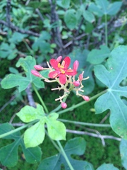 Jatropha grossidentata