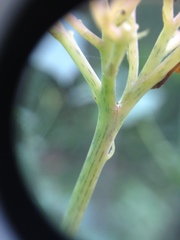 Jatropha grossidentata