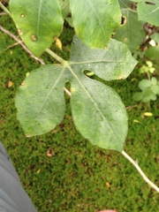 Jatropha grossidentata