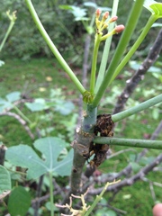 Jatropha grossidentata
