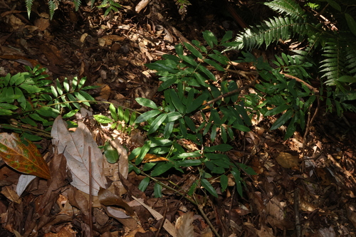 Image of Austrosteenisia glabristyla by (c) Greg Tasney, some rights reserved (CC BY-SA)