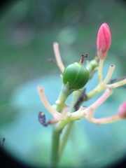 Jatropha grossidentata