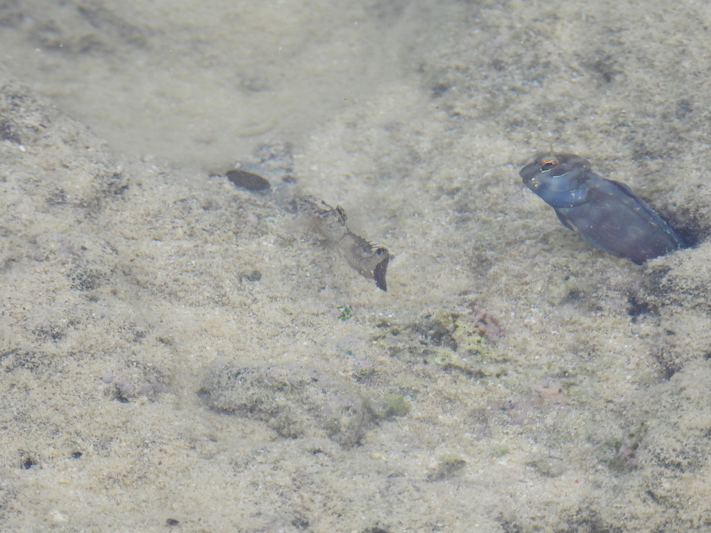 Okinawa Flap-headed Goby