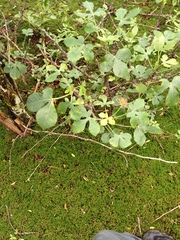 Jatropha grossidentata