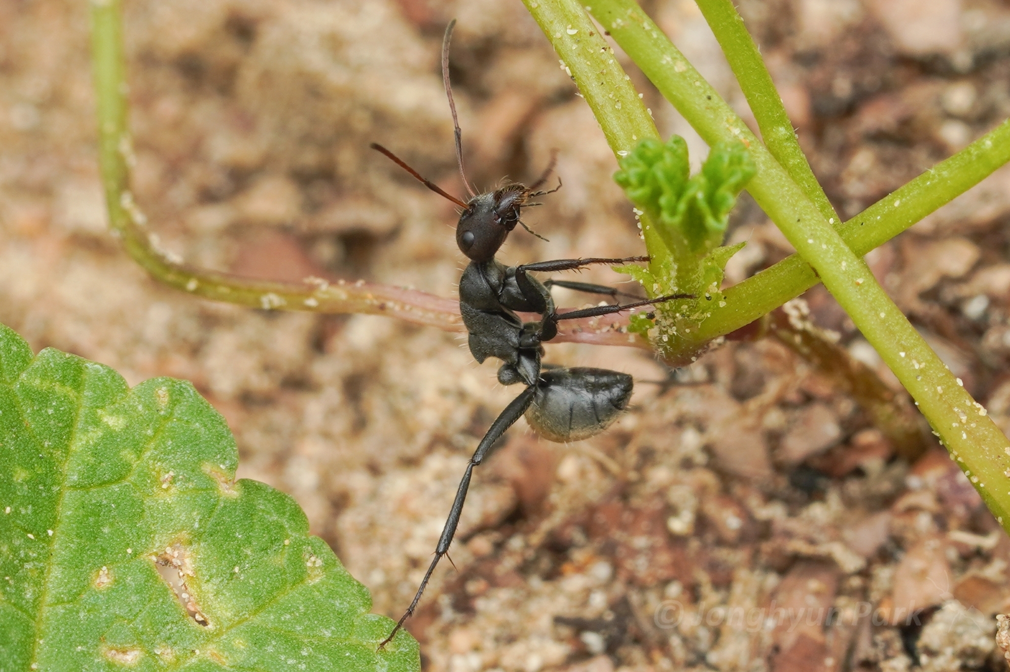 Camponotus husseini