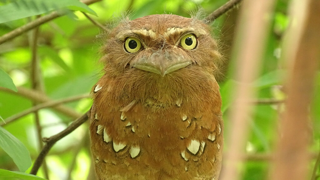 Javan Frogmouth