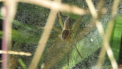 Diapontia uruguayensis