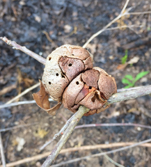 Disholcaspis spongiosa