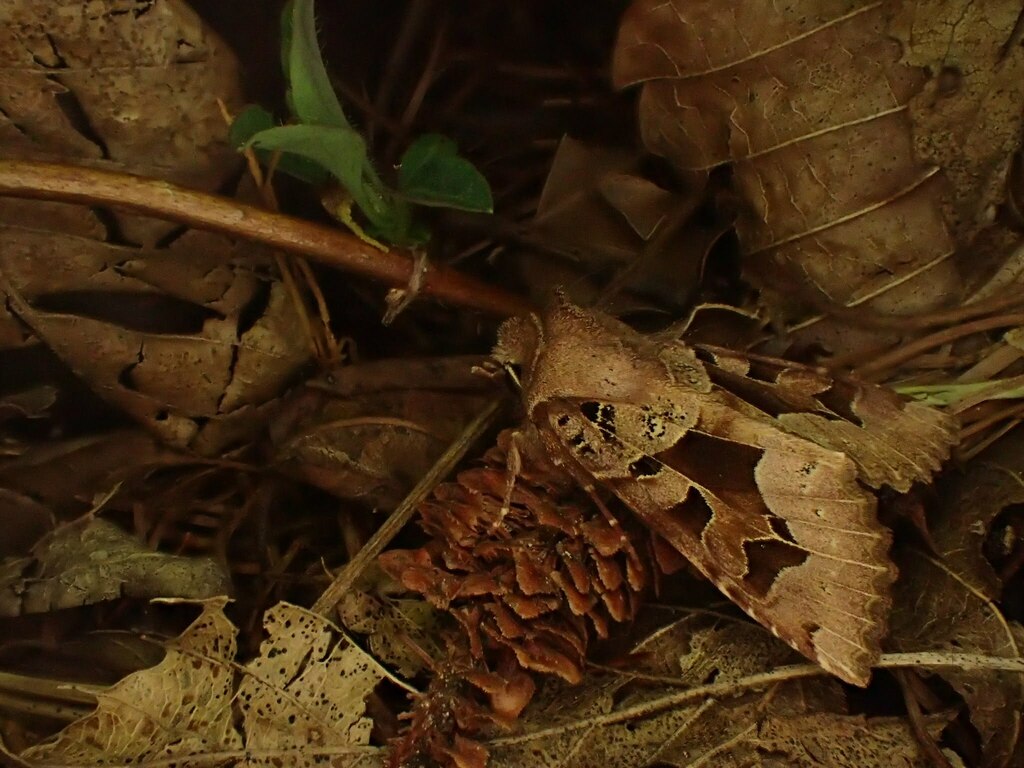 キンイロキリガ