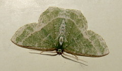 Eucyclodes insperata