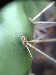 Opuntia anacantha
