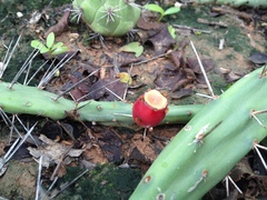 Opuntia anacantha