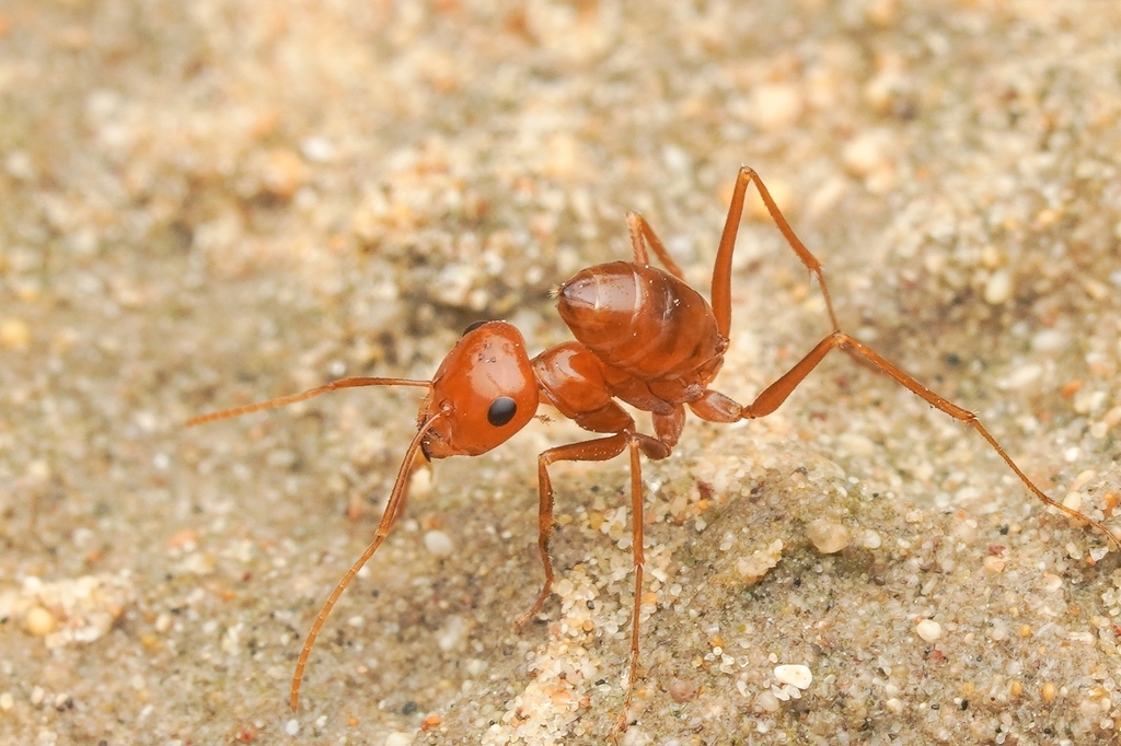 Cataglyphis lutea