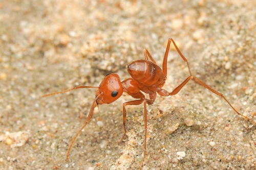Cataglyphis luteaCataglyphis lutea