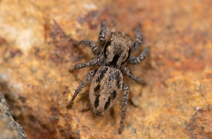 Habronattus anepsius