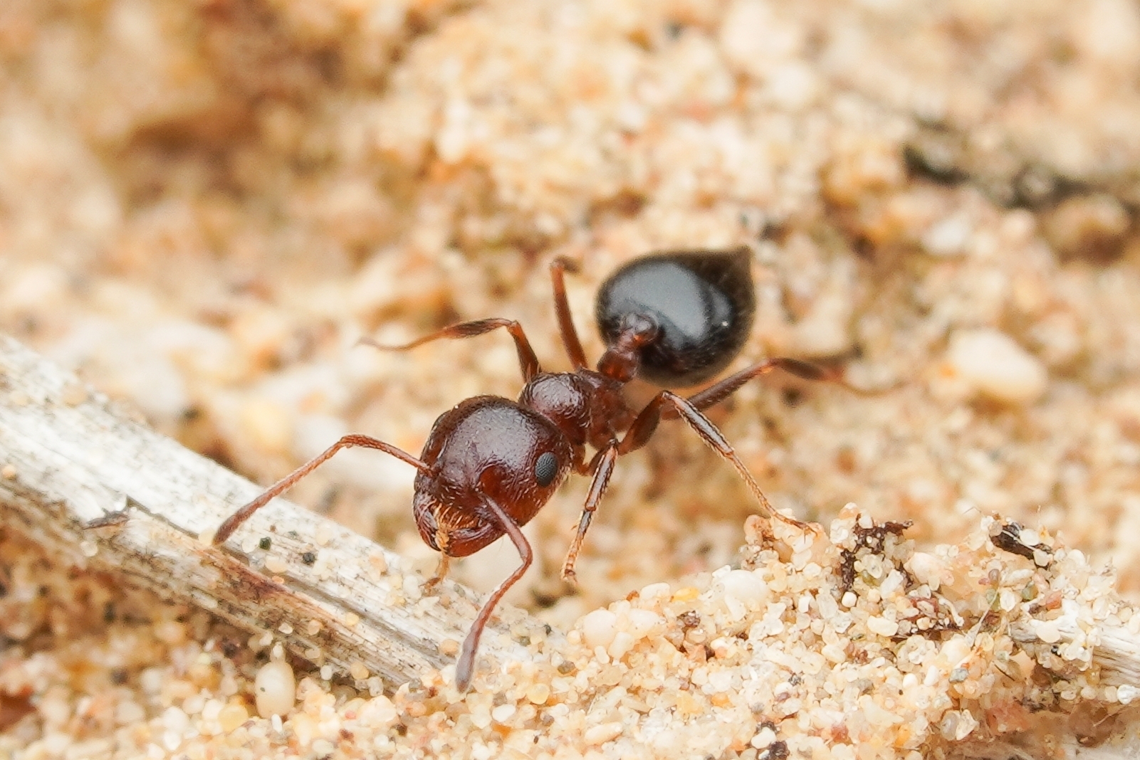 Crematogaster antaris