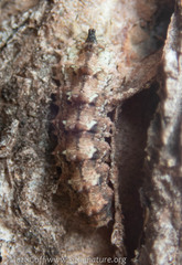 Dasysyrphus