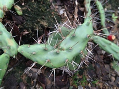 Opuntia anacantha
