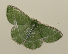 Eucyclodes insperata