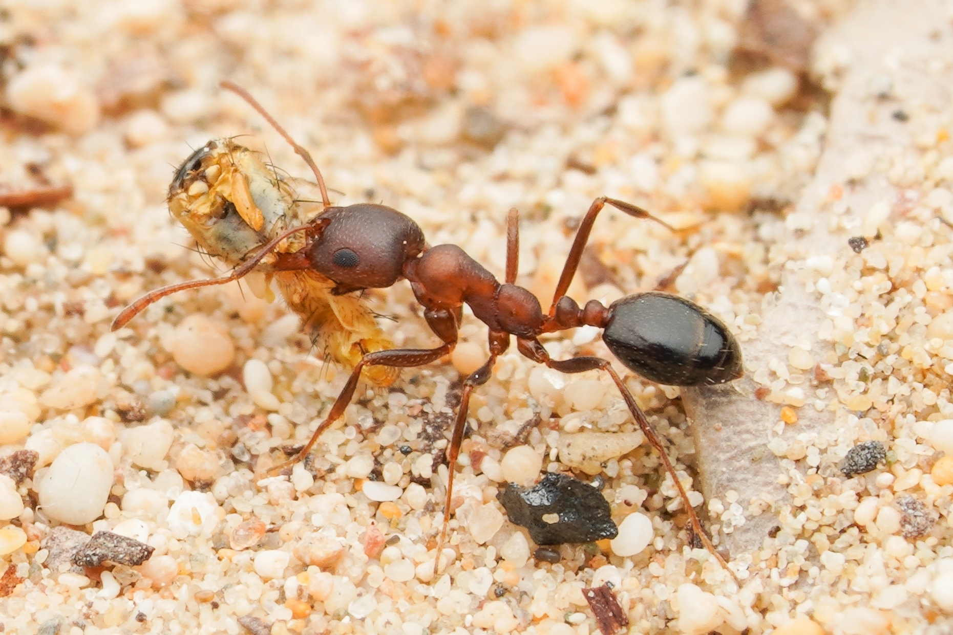 Monomorium areniphilum