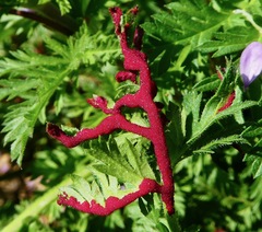 Synchytrium papillatum