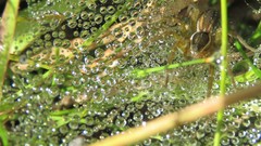 Diapontia uruguayensis