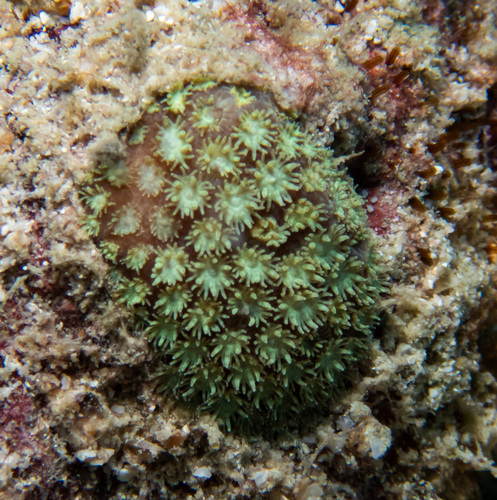 False Flowerpot coral (Bernardpora stutchburyi)