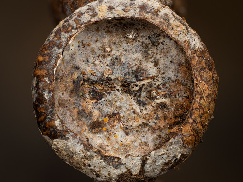Arachnopeziza sp. 'aurelia-NC01'