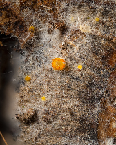 Arachnopeziza sp. 'aurelia-NC01'