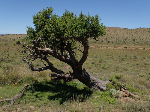Portulacaria afra