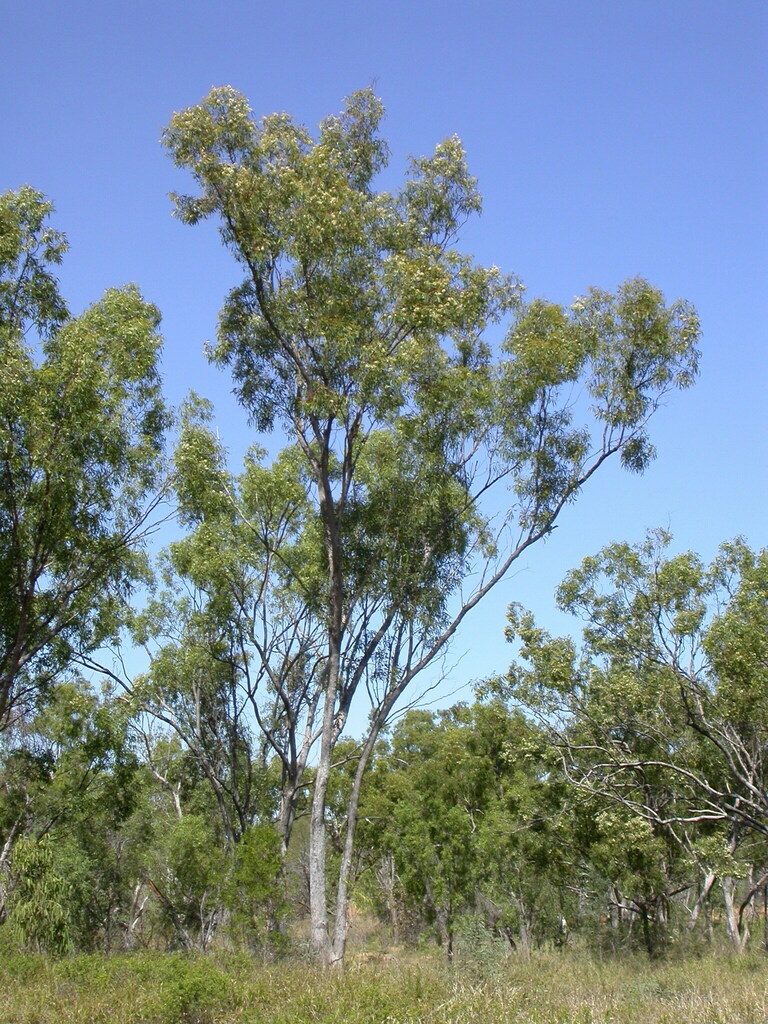 Greenvale Box