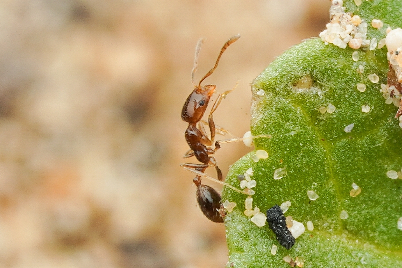 Monomorium holothir