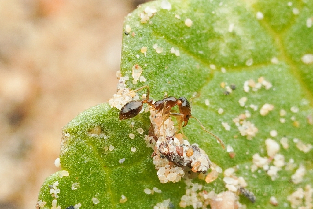 Monomorium holothir