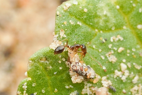 Monomorium holothirMonomorium holothir