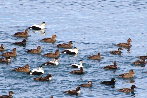 Northern Eider