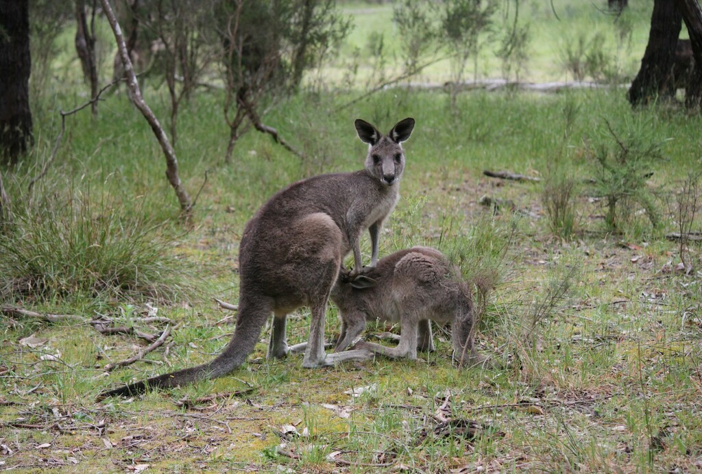 Eastern Grey Kangaroo from Mahogany Track, Lysterfield VIC 3156 ...