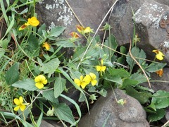 Viola purpurea quercetorum