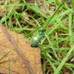 Diabrotica decempunctata
