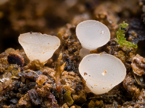 Ombrophila sp.