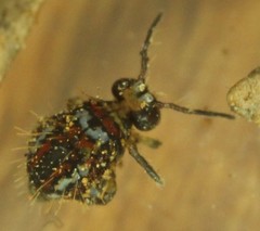 Vesicephalus occidentalis