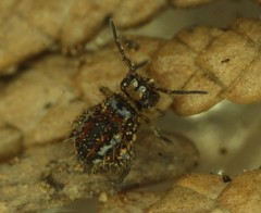 Vesicephalus occidentalis