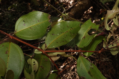 Image of Rhodamnia maideniana by (c) Greg Tasney, some rights reserved (CC BY-SA)